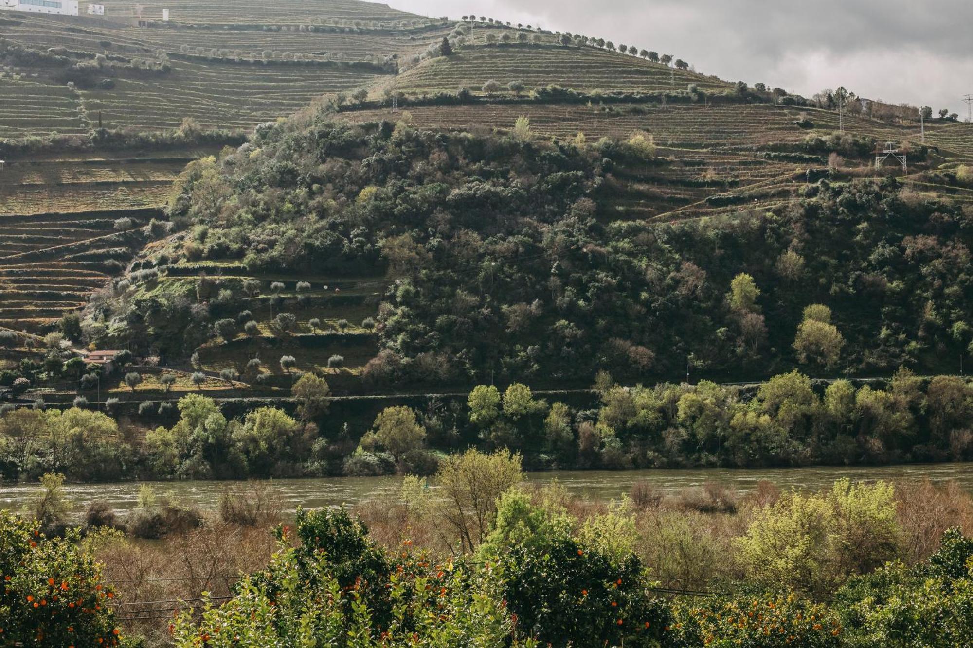 Torel Quinta Da Vacaria - Douro Valley Hotel Peso da Regua Exterior photo